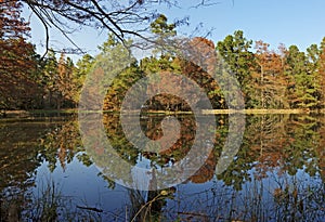 Reflections on a Pond-W G Jones State Forest photo