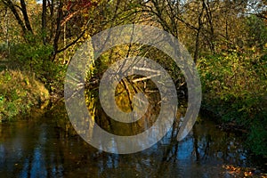 Reflections in a quiet stream