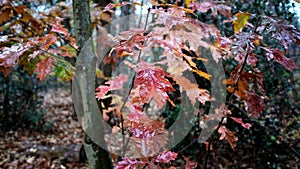 Reflections of rain, the autumn forest awakens