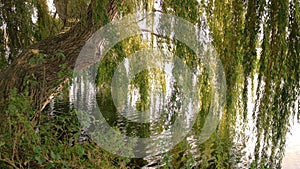 Reflections in the river.