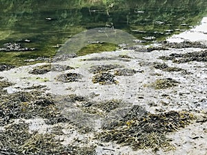 Reflections at the seaweed shore