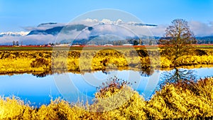 Reflections of the smooth surface of Alouette River in the Pitt Polder at the town of Maple Ridge in the Fraser Valley of British