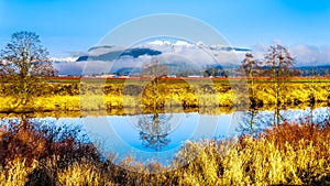 Reflections of the smooth surface of Alouette River in the Pitt Polder at the town of Maple Ridge in the Fraser Valley of British