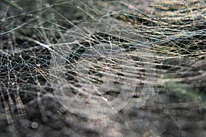 Reflections in a spider web