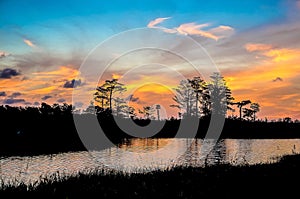 reflections of sunset silhouette in the cypress swamp