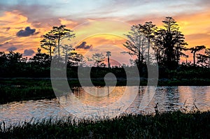 reflections of sunset silhouette in the cypress swamp