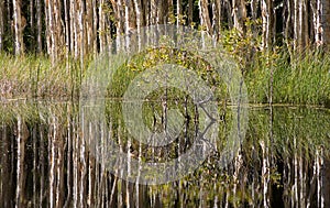 Reflections in a Swamp