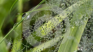 Reflections in the Tiny Drops of Dew Clinging to the Blades of Grass