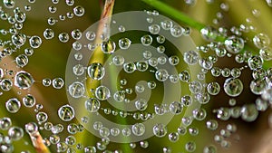 Reflections in the Tiny Drops of Dew Clinging to the Strands of a Spider’s Web