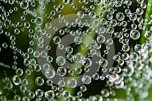 Reflections in the Tiny Drops of Dew Clinging to the Strands of a Spider\'s Web