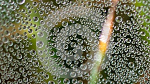 Reflections in the Tiny Drops of Dew Clinging to the Strands of a Spiderâ€™s Web