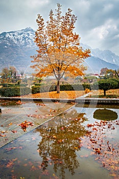 Reflections of a tree with autumn colours in water. Mountains with snow in background. Moody sky