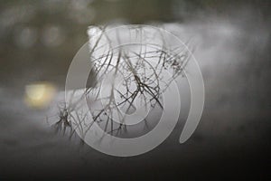 Reflections from tree branche in puddles of rainwater