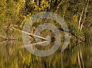 Reflections of trees and golden wattle in water