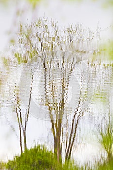 Reflections of Trees in the Lake
