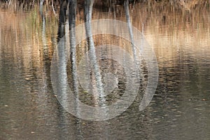 Reflections, trees in Oak Creek