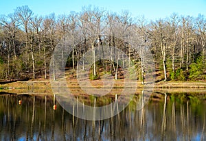 Reflections of Trees in a Pond