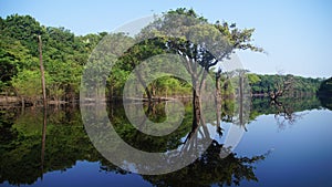 Reflections of trees in the river at rain forest in Amazonas, Brazil photo