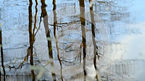 Reflections of trees trunks and branches with clear blue sky in the lake water with waves pulsation and ripple on the wind