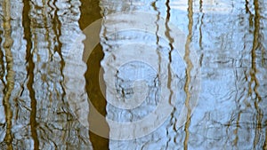 Reflections of trees trunks and branches with clear blue sky in the lake water with waves pulsation and ripple on the wind