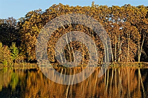 Reflections of the trees in the waters of Parc de la Tete d`Or photo