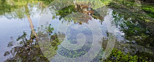 Reflections of the vegetation in the pure river water