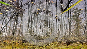 Reflections in the water of a creek in a  forest in the Flemish countryside