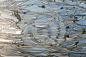 Reflections of water filled rice terraces, Yuanyang County, Yunnan Province