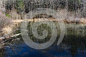 Reflections in a Woodland Marsh