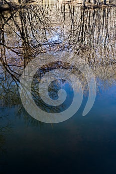 Reflections in a Woodland Marsh