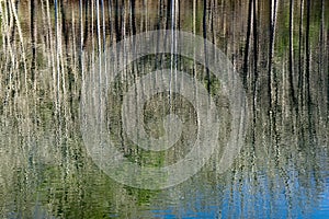 Reflections in a Woodland Marsh