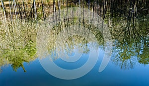 Reflections in a Woodland Marsh