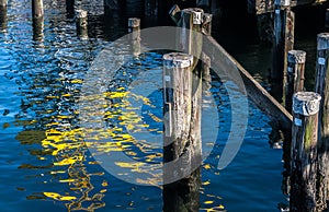 Reflections of Yellow Crane among Piles