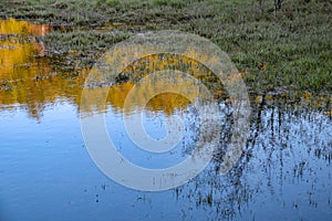 Reflections of yellow tree in the lake water