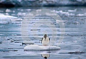 Reflective cormorant - Antarctica