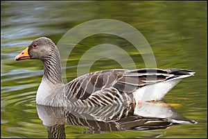 Reflective Greylag Goose - Anser Anser- Relaxing in Rural wetlands