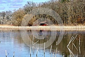 Reflective lake, marshland with grasses, reeds and trees in background. Blue sky with clouds overhead.