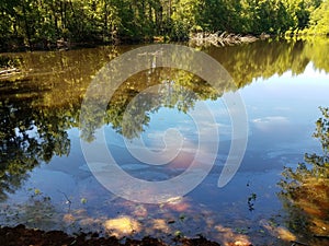 reflective lake or pond water with trees in forest