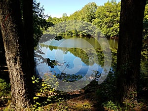 reflective lake or pond water with trees in forest