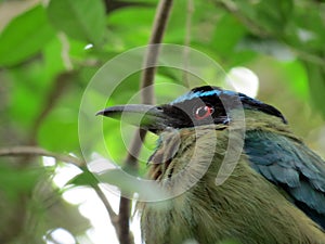 The reflective look of the birdthe reflective look of the birdthe reflective look of the birdthe reflective look of the bird