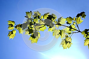 Reflective Maple Branch