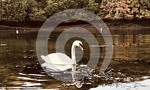 Reflective mute swan in Pill Creek.