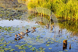 Reflective pond with water lillies, reeds, and waterfowl