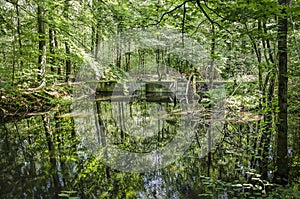 Reflective pond in hydraulic forest
