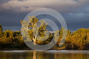Reflective river landscape of gumtrees in afternoon light