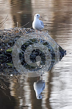 Reflective Solitude: Seagull on a Resting Nest