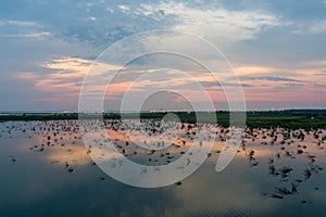 Reflective summer sunset on Mobile Bay photo