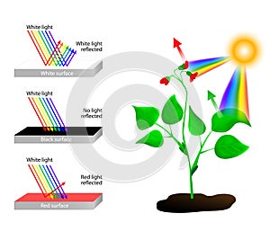 Reflects and absorbs. Spectrum of Colors and Sunli photo