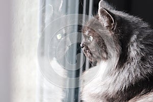 Cat window reflection