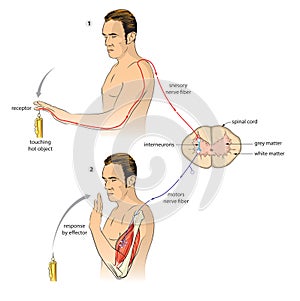 Reflex arc